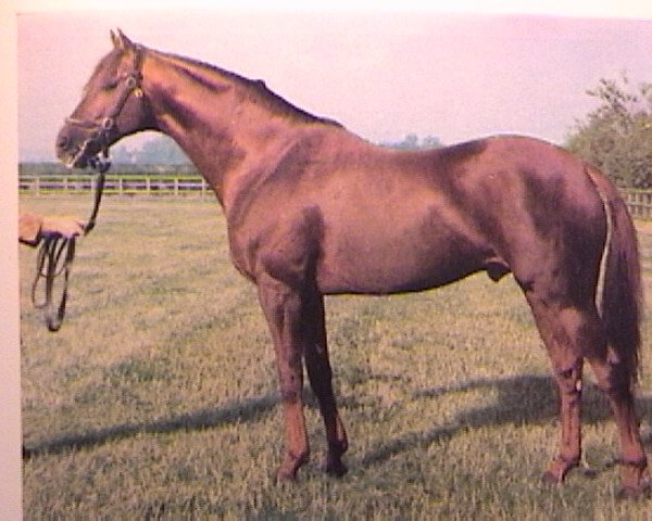 stallion Lorenzaccio xx (Thoroughbred, 1965, from Klairon xx)
