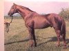 stallion Lorenzaccio xx (Thoroughbred, 1965, from Klairon xx)
