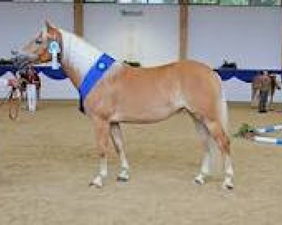 stallion Andiamo (Haflinger, 1997, from liz. 101/T Amadeus)