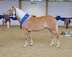 stallion Andiamo (Haflinger, 1997, from liz. 101/T Amadeus)