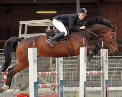 Pferd Cheng Long (Holsteiner, 2004, von Contender)