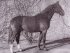 stallion Frühschein (Westphalian, 1956, from Frühsport)