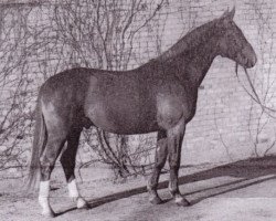 stallion Frühschein (Westphalian, 1956, from Frühsport 3327)