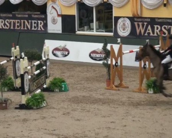 Springpferd Cadeau Ask (Dänisches Warmblut, 1998, von Calypso)