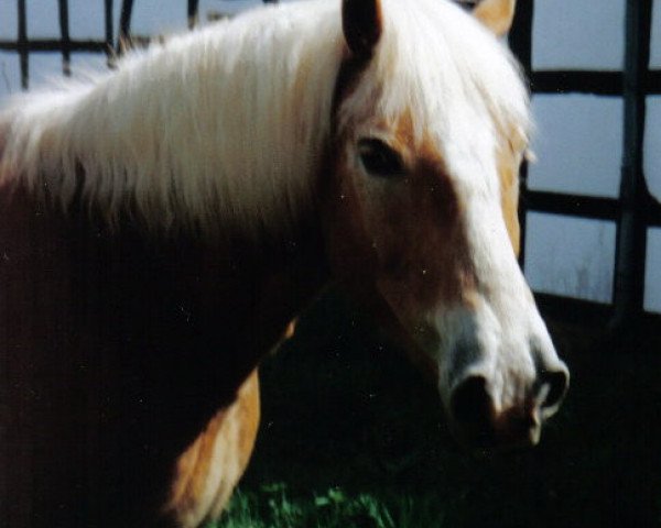 horse Dusty 784 (Haflinger, 1992, from Stenek)