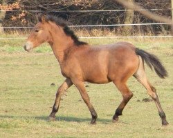 stallion Jupiter von Greenhorn (Warlander, 2011, from Icaro)