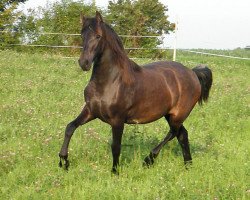 broodmare Florida von Greenhorn (Warlander, 2010, from Orlando V)