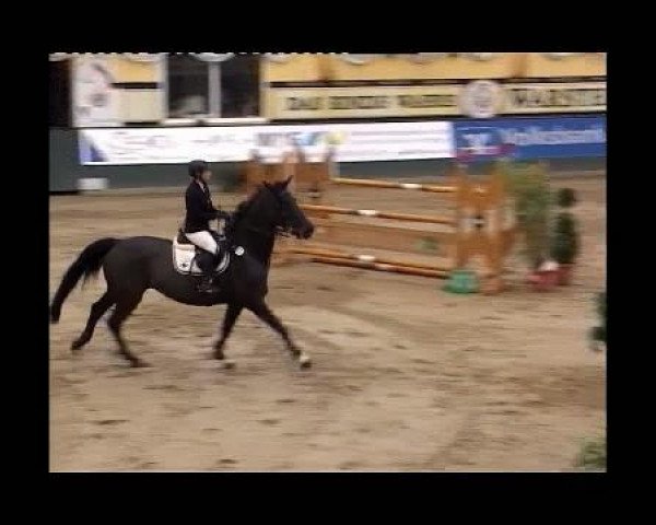 Springpferd Gabriela 34 (Lettisches Warmblut, 1997, von Gardegeneral)