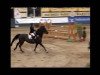 jumper Gabriela 34 (Latvian Warmblood, 1997, from Gardegeneral)