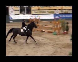 jumper Gabriela 34 (Latvian Warmblood, 1997, from Gardegeneral)