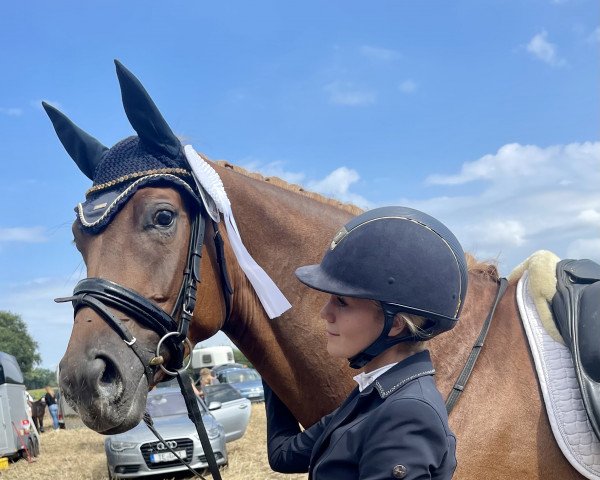 dressage horse Silver 365 (Hanoverian, 2018, from Sarotti Mocca-Sahne)