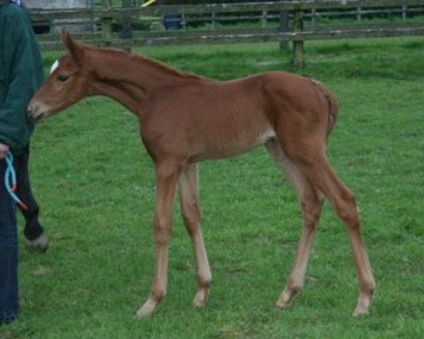 Pferd Golden Saffron xx (Englisches Vollblut, 2008, von Saffron Walden xx)