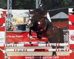 jumper Koran (German Riding Pony, 2006, from King of Dance)