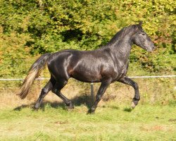 Pferd Anubis von Greenhorn (Warlander, 2009, von Don Rocin 1)