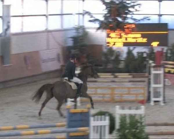 jumper Simona (KWPN (Royal Dutch Sporthorse), 1999, from Damiro)