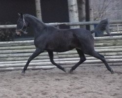 broodmare Nastasia xx (Thoroughbred, 1991, from Windwurf xx)