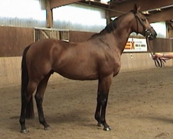 stallion Anzillero xx (Thoroughbred, 1997, from Law Society xx)