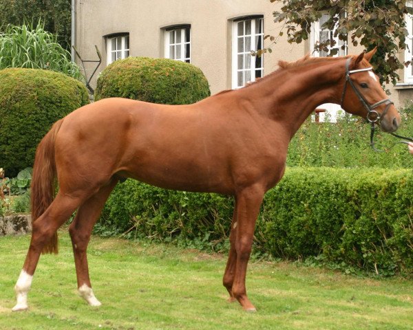 dressage horse Wolkenglanz (Hanoverian, 2003, from Wolkenstein II)