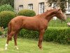 dressage horse Wolkenglanz (Hanoverian, 2003, from Wolkenstein II)