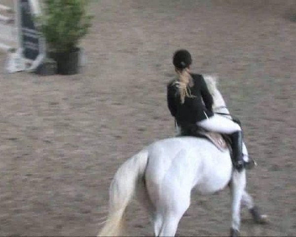 Pferd Anatom 3 (Oldenburger, 1997, von Adlikon)