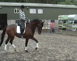 dressage horse Rasharkin (Oldenburg, 2007, from Riverside)