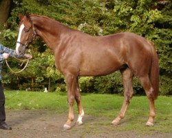 dressage horse Don Levi 2 (Oldenburg, 2006, from Don Gregory)