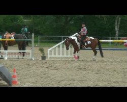 Pferd Snickers (Paint Horse, 2007, von Cherokee Blanca)