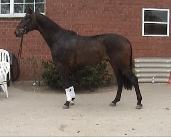 horse Danny Boy (Oldenburg, 2004, from Danny Wilde)