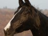 broodmare Martinique VI (Trakehner, 1998, from Saint Cloud)