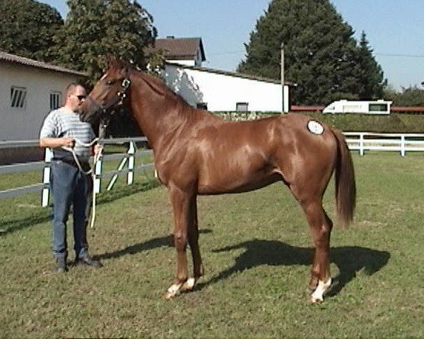Pferd Oakmont xx (Englisches Vollblut, 2003, von Perugino xx)
