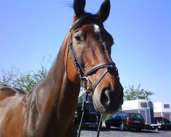 jumper Lagazoi U (German Warmblood, 1993, from Le Feguin)