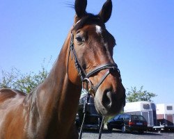 jumper Lagazoi U (German Warmblood, 1993, from Le Feguin)