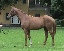 broodmare Osoria xx (Thoroughbred, 2006, from Paolini xx)