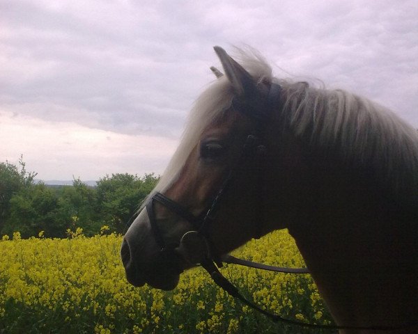 Pferd Naomee (Haflinger, 2004, von Nitendo (7,81% ox))