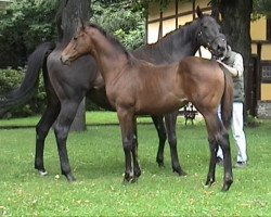 broodmare Sulimana xx (Thoroughbred, 2007, from Tiger Hill xx)