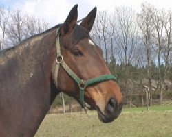 broodmare Romanis (Westphalian, 1997, from Rex Fritz)