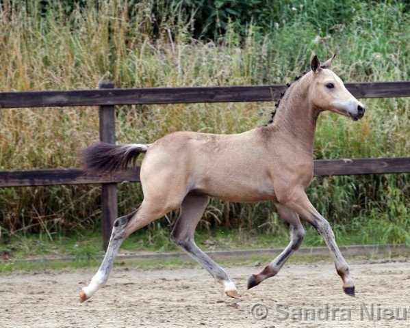 Dressurpferd Mc Flurry (Nederlands Rijpaarden en Pony, 2020, von FS Mr. Right)