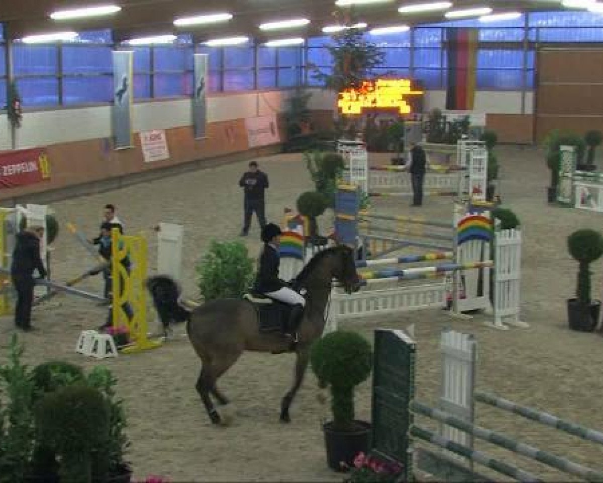 jumper D'artagnan 7 (Westphalian, 1998, from Dinard L)