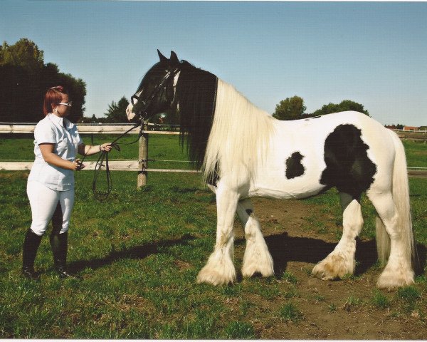 stallion Caesar Dusty (Tinker / Irish Cob / Gypsy Vanner, 1998)