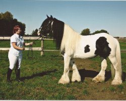 Deckhengst Caesar Dusty (Tinker / Irish Cob / Gypsy Vanner, 1998)