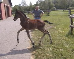 stallion Slipped Anchor xx (Thoroughbred, 2002, from Slip Anchor xx)