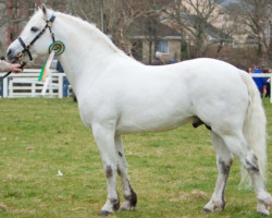 Deckhengst Dunally Lad (Connemara-Pony, 2004, von Linsfort Barney 35 IC)