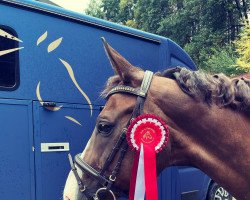 dressage horse Relius H (German Sport Horse, 2006, from Relius)