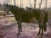 broodmare Ocotal xx (Thoroughbred, 1983, from Vitiges xx)