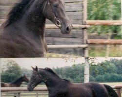 broodmare Olaya xx (Thoroughbred, 1989, from Acatenango xx)