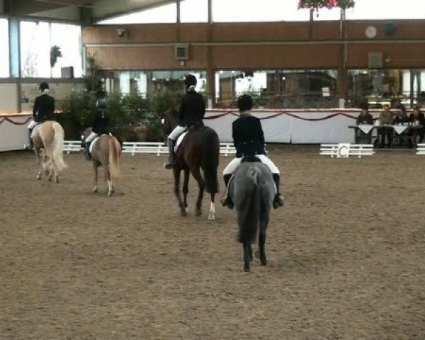 dressage horse Foxhunter's Kitkat (Welsh, 2007, from Foxhunter Pantheon)