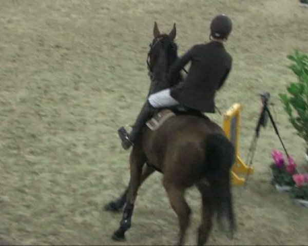 Pferd Ladalco 25 (Hannoveraner, 1997, von Laptop)