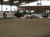 Zuchtstute Golden High Fidelity (Deutsches Reitpony, 2001, von FS Golden Highlight)