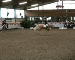 broodmare Golden High Fidelity (German Riding Pony, 2001, from FS Golden Highlight)