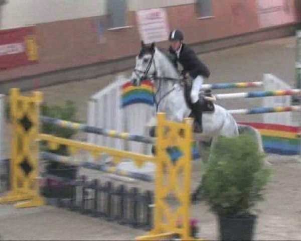 jumper Dreammaker (Belgian Warmblood, 2003, from Heartbreaker)